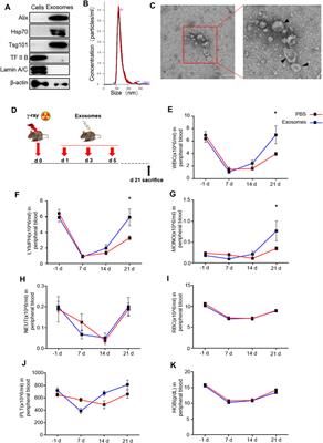 Osteoblast Derived Exosomes Alleviate Radiation- Induced Hematopoietic Injury